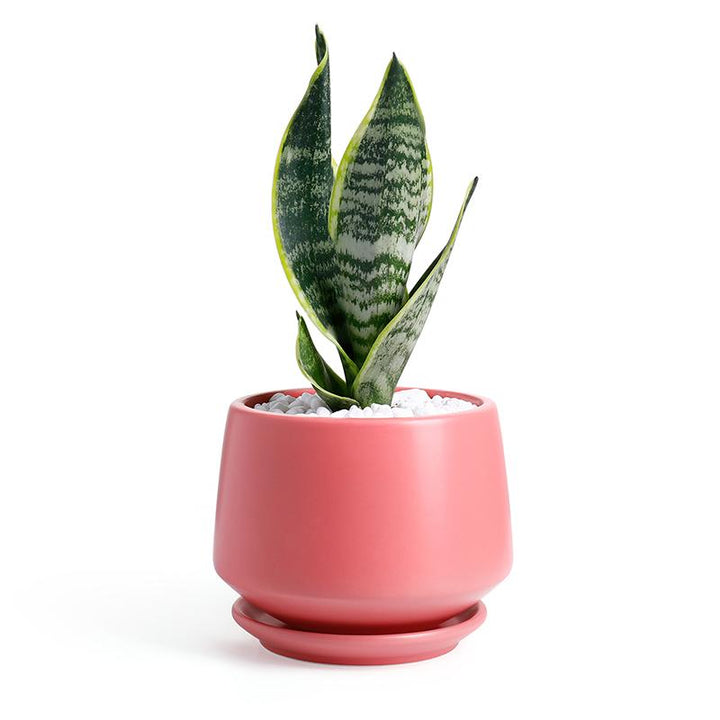 5.1" Matte Coral Porcelain Planter with Saucer