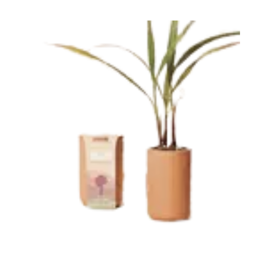 Terracotta Grow Kit