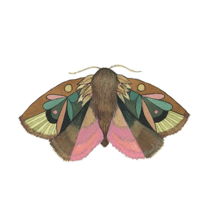 Collector: Moth 4 - Art Print