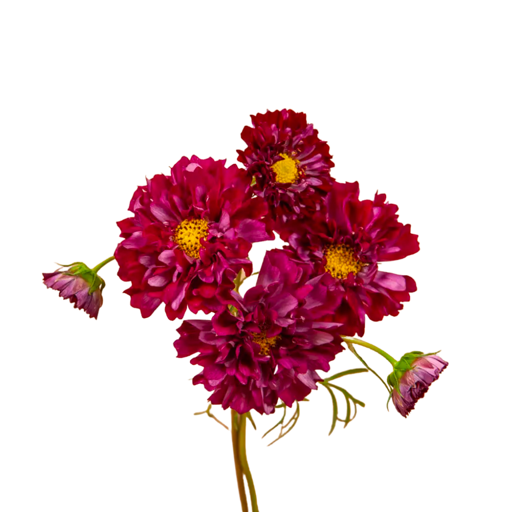 Double Click Cranberry Cosmos Seeds
