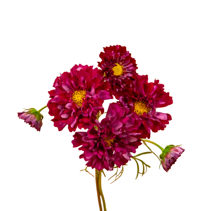 Double Click Cranberry Cosmos Seeds