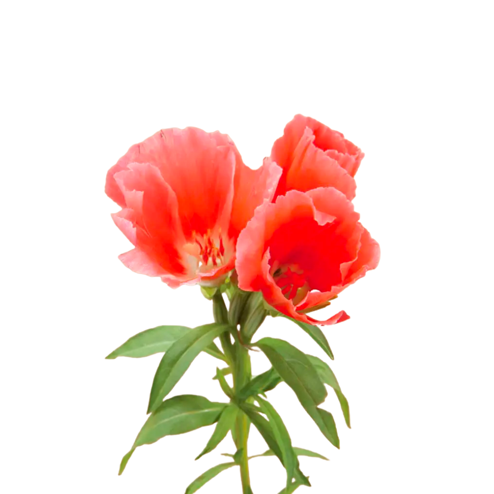 Grace Salmon Godetia Seeds