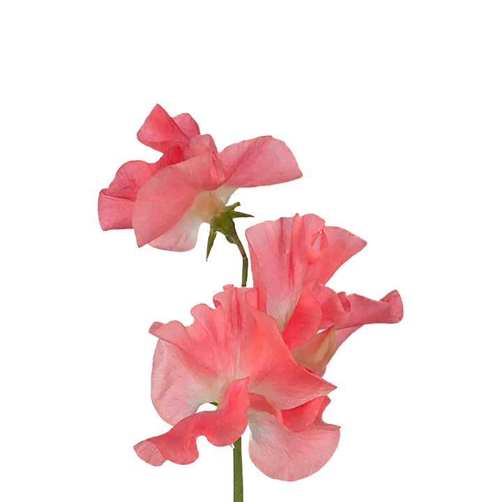 Mammoth Salmon Cream Sweet Pea Seeds