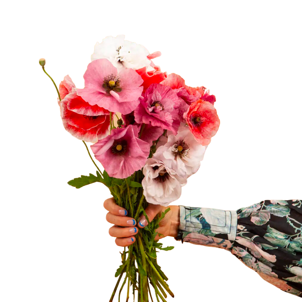 Shirley Poppy Mother of Pearl Seeds
