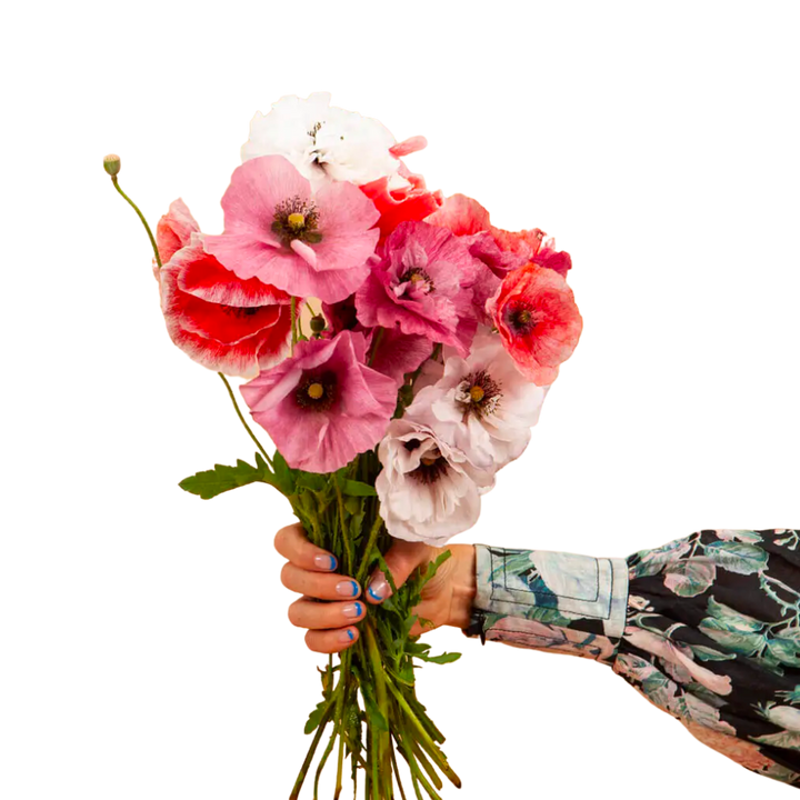 Shirley Poppy Mother of Pearl Seeds