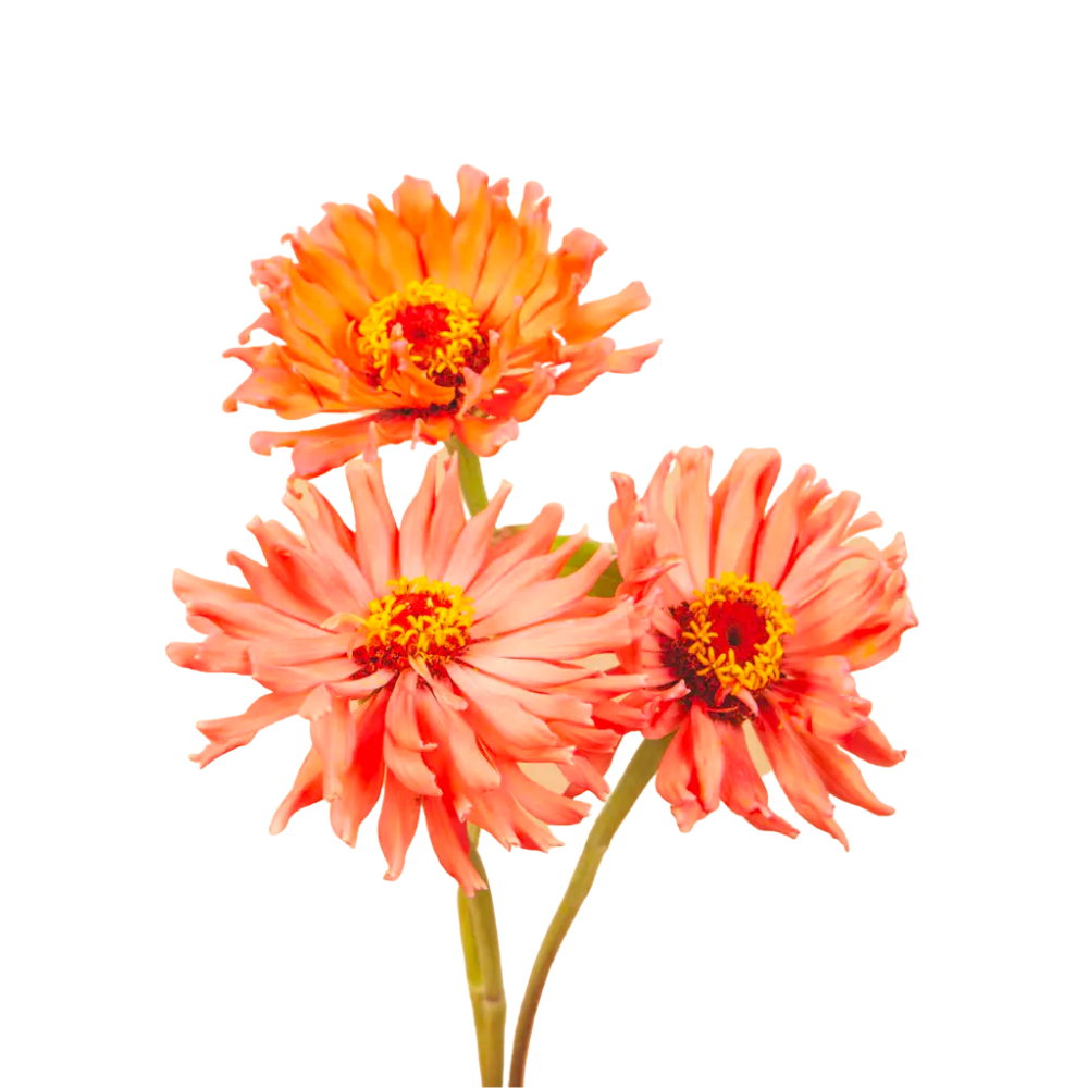 Super Cactus Senorita Zinnia Seeds