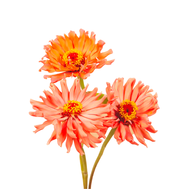 Super Cactus Senorita Zinnia Seeds