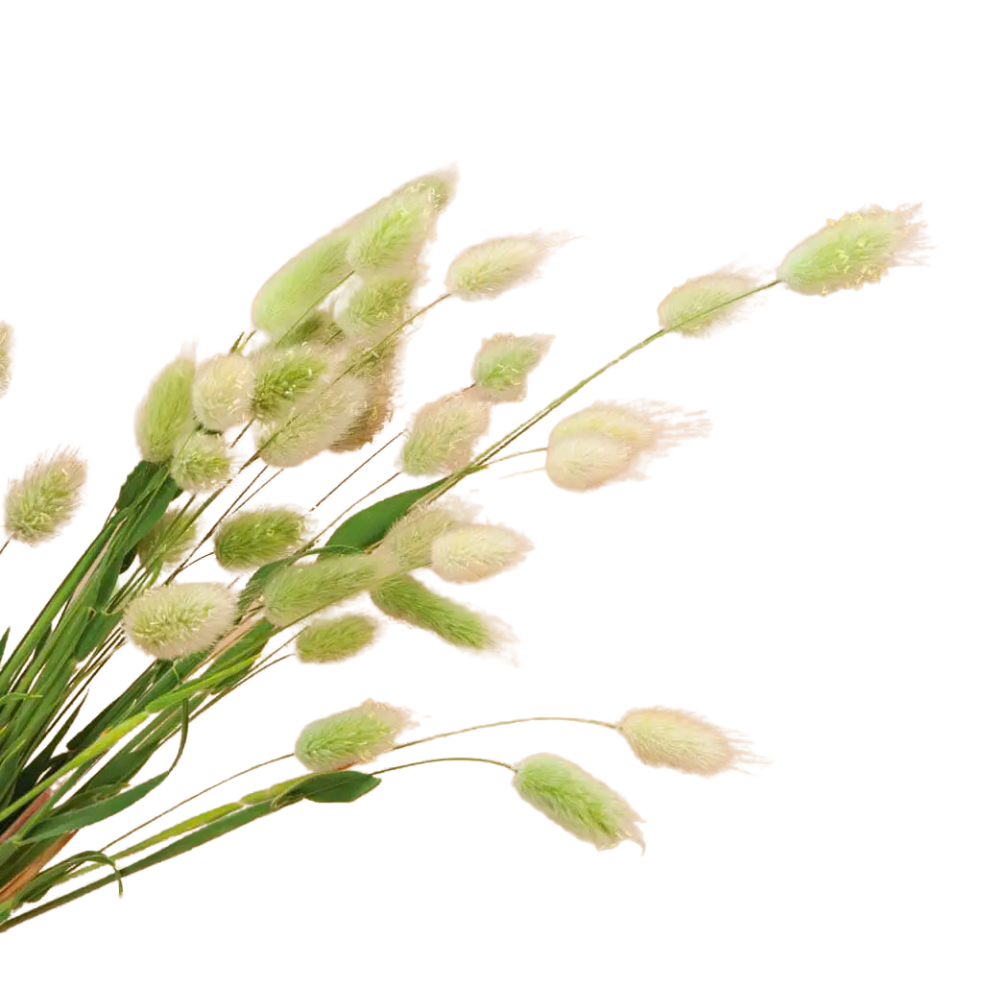 Bunny Tail Grass Seeds