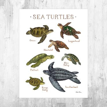 Sea Turtles of the World 8.5x11 Print
