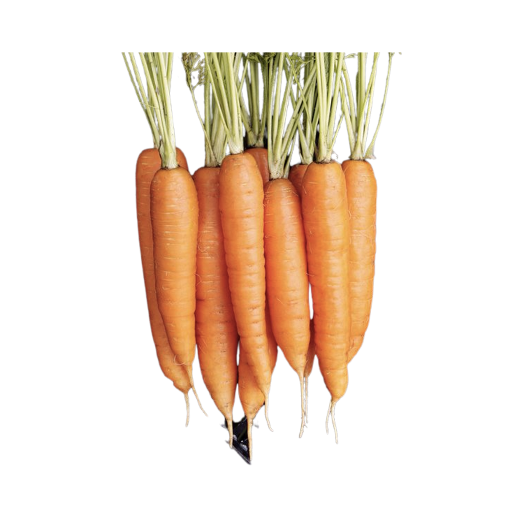 Miami F1 Carrot: 250 Seeds