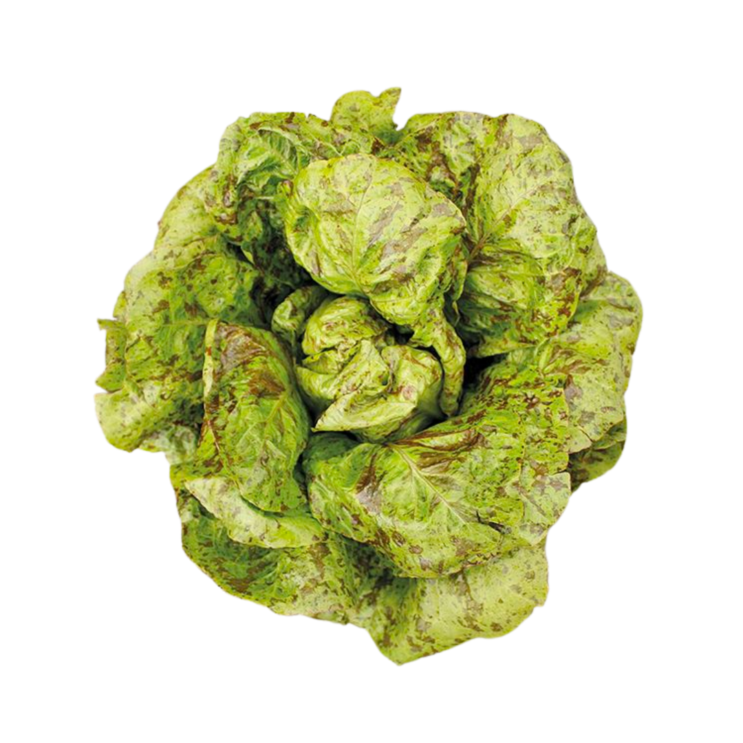 Freckles Lettuce: 1/32 oz.