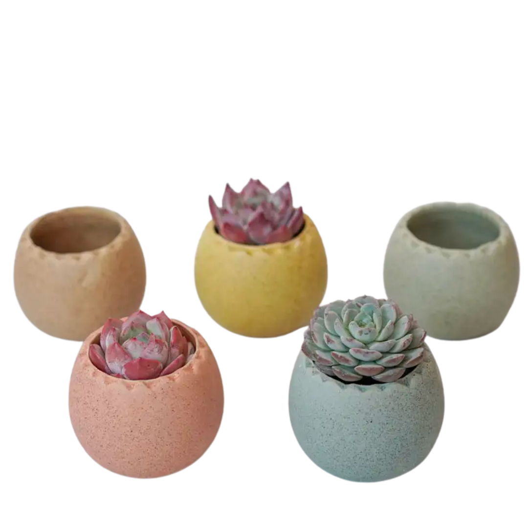 Rainbow Egg - Assorted Colors
